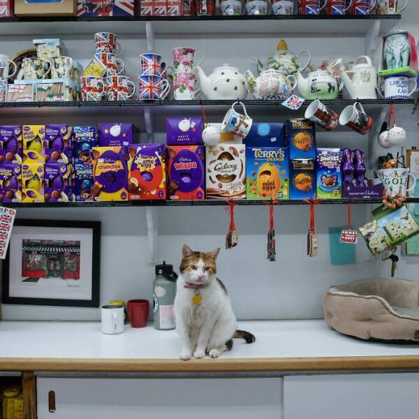 NYC’s Coolest Shopkeepers Are Actually Cats