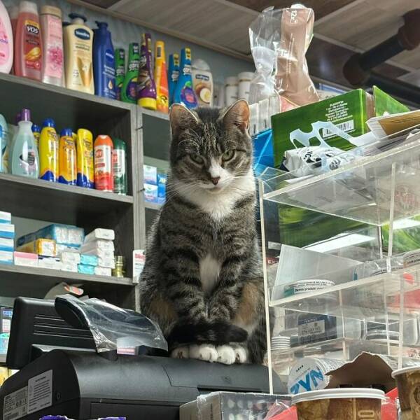 NYC’s Coolest Shopkeepers Are Actually Cats