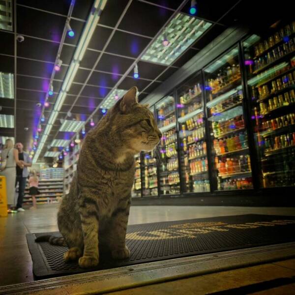 NYC’s Coolest Shopkeepers Are Actually Cats