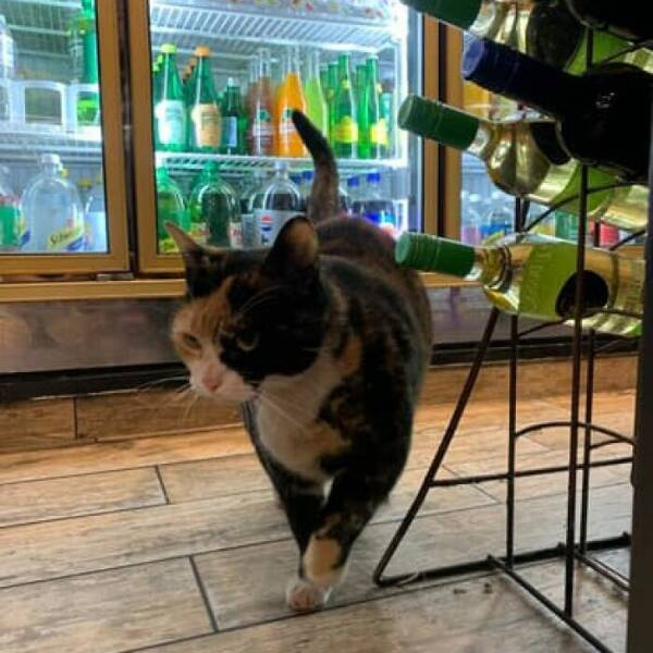 NYC’s Coolest Shopkeepers Are Actually Cats