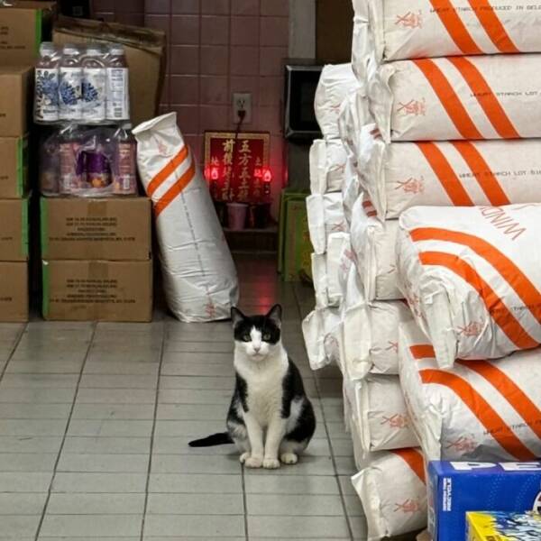 NYC’s Coolest Shopkeepers Are Actually Cats