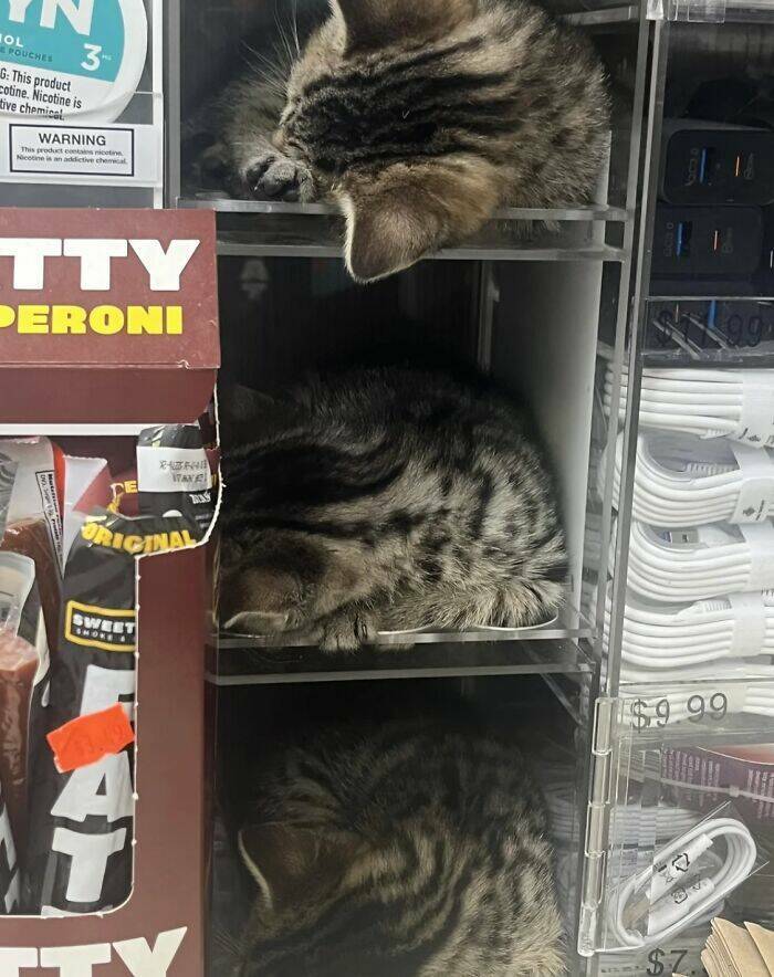 NYC’s Coolest Shopkeepers Are Actually Cats