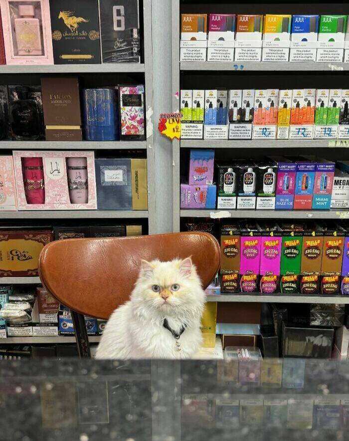 NYC’s Coolest Shopkeepers Are Actually Cats