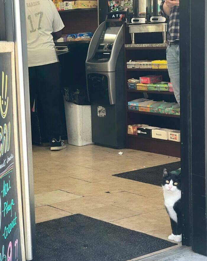 NYC’s Coolest Shopkeepers Are Actually Cats