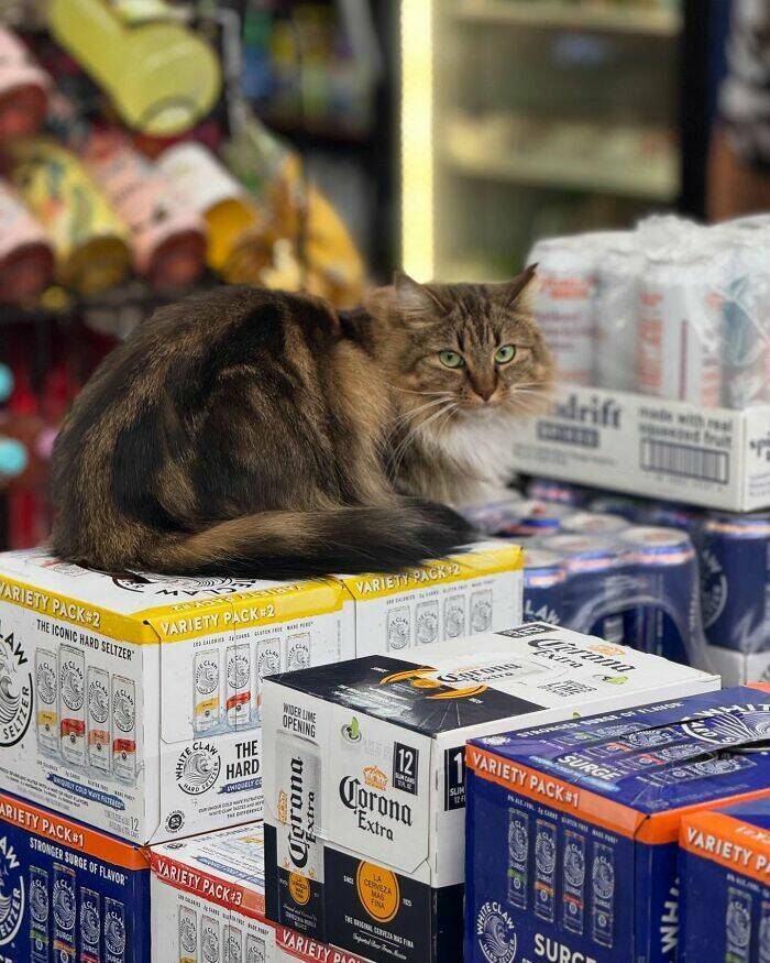 NYC’s Coolest Shopkeepers Are Actually Cats