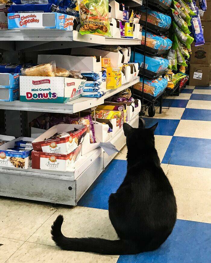 NYC’s Coolest Shopkeepers Are Actually Cats