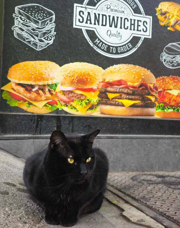 NYC’s Coolest Shopkeepers Are Actually Cats