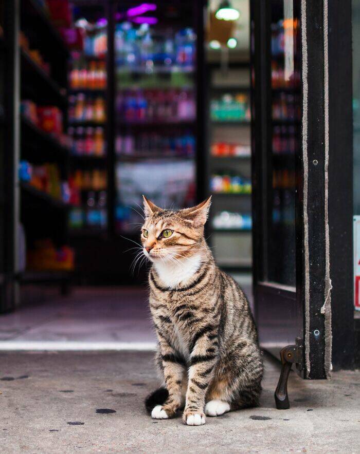 NYC’s Coolest Shopkeepers Are Actually Cats