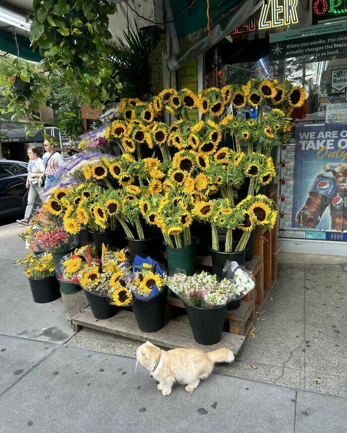 NYC’s Coolest Shopkeepers Are Actually Cats