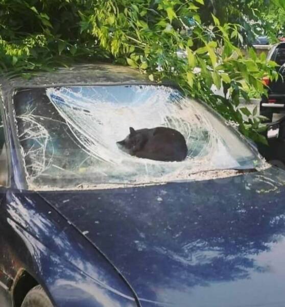 So Weird, So Funny: Pics That’ll Have You Questioning Reality