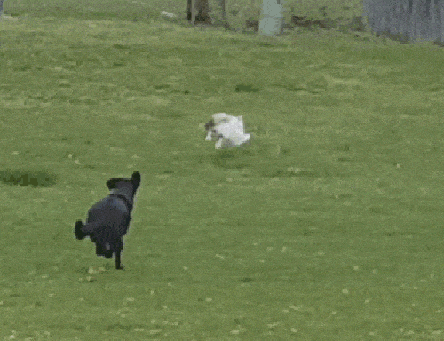 Daily Gifdump Daily Gifdump