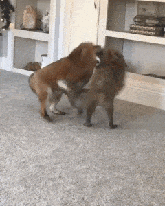 Daily Gifdump Daily Gifdump