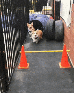 Daily Gifdump Daily Gifdump