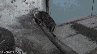 Daily Gifdump Daily Gifdump