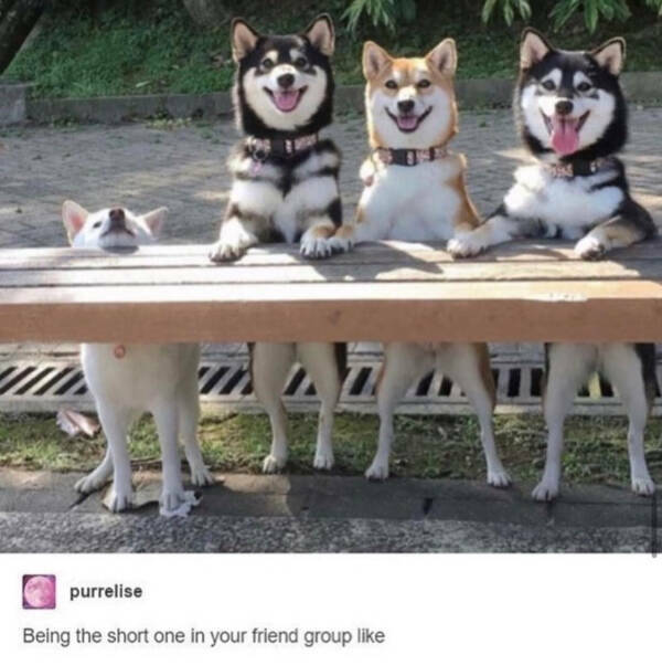 Pure Joy Captured in a Frame Pure Joy Captured in a Frame