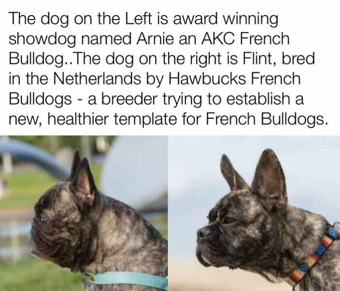 Your Daily Bark of Joy Your Daily Bark of Joy