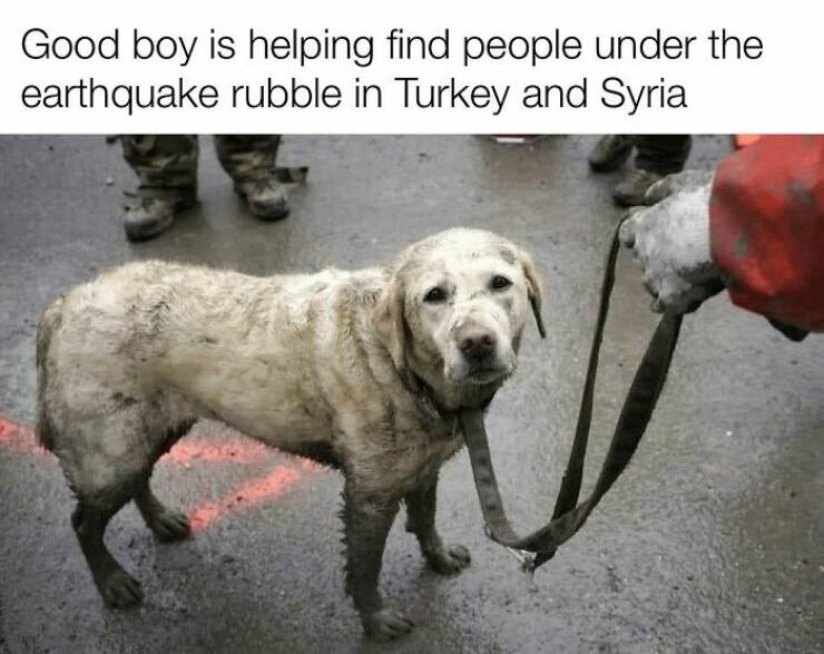 Your Daily Bark of Joy Your Daily Bark of Joy