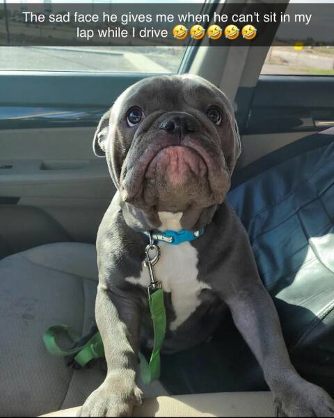Your Daily Bark of Joy
