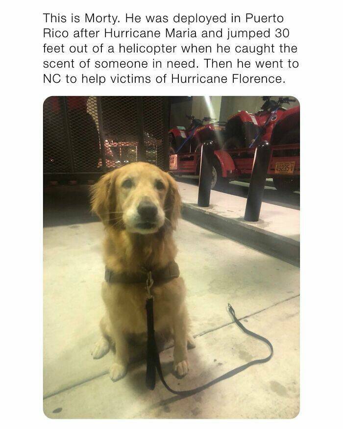 Your Daily Bark of Joy Your Daily Bark of Joy