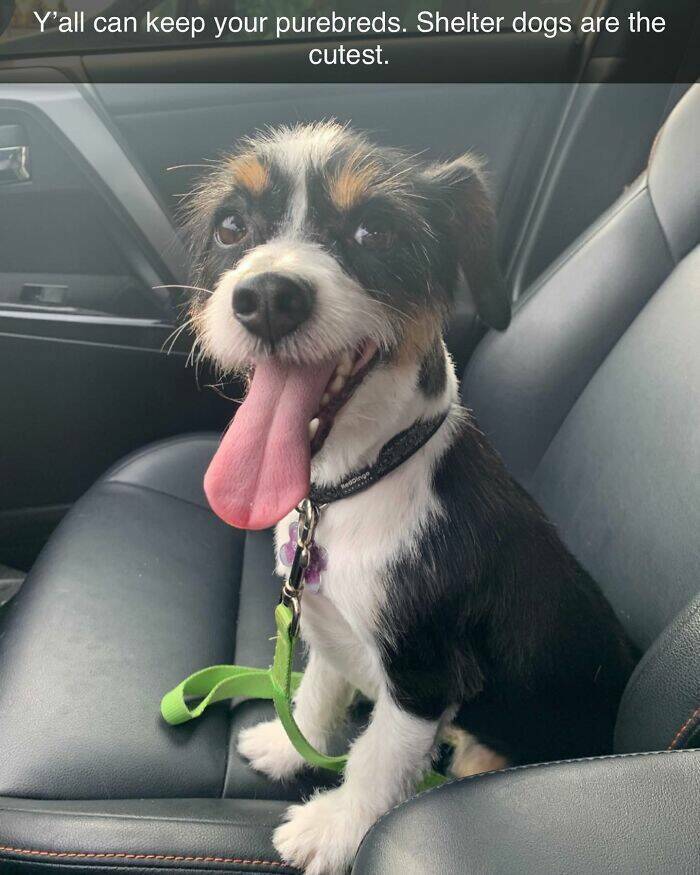 Your Daily Bark of Joy Your Daily Bark of Joy