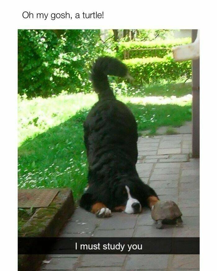 Your Daily Bark of Joy Your Daily Bark of Joy