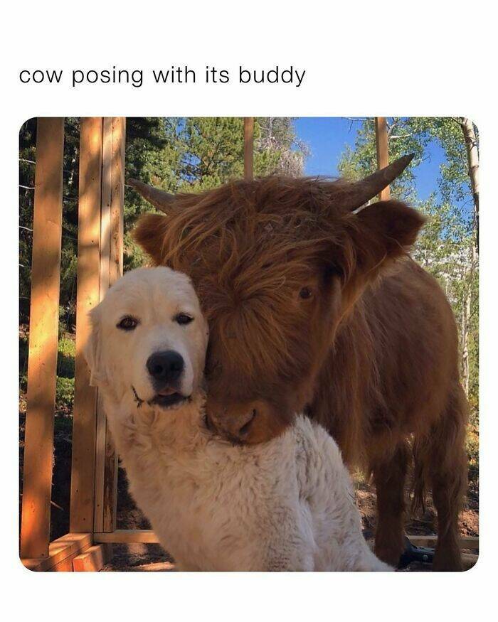 Your Daily Bark of Joy Your Daily Bark of Joy