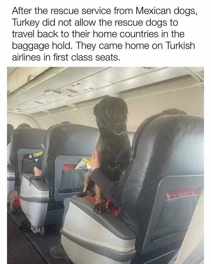 Your Daily Bark of Joy Your Daily Bark of Joy