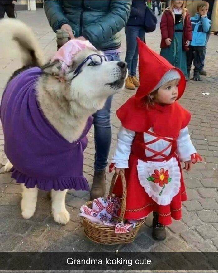 Your Daily Bark of Joy Your Daily Bark of Joy