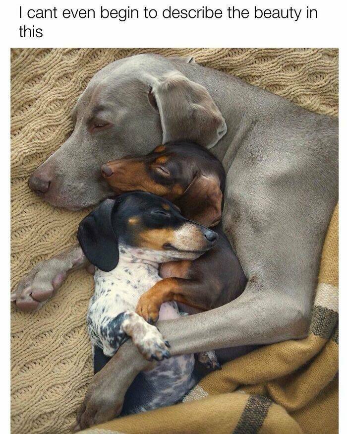 Your Daily Bark of Joy Your Daily Bark of Joy