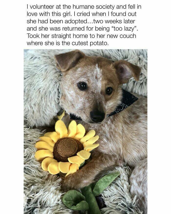 Your Daily Bark of Joy Your Daily Bark of Joy