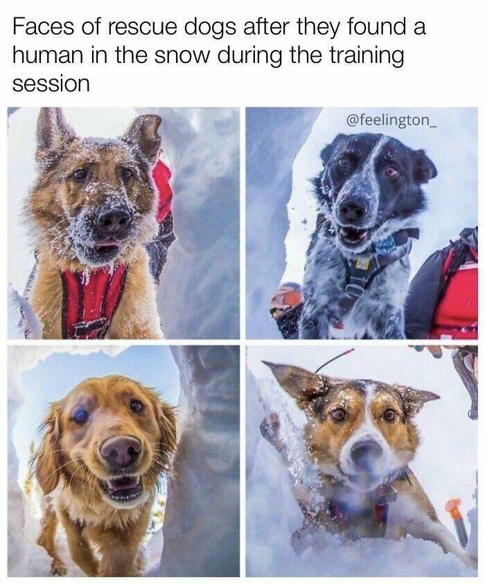 Your Daily Bark of Joy Your Daily Bark of Joy