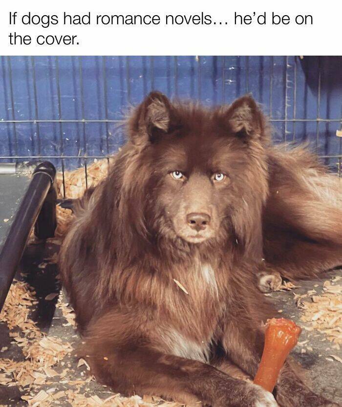 Your Daily Bark of Joy Your Daily Bark of Joy