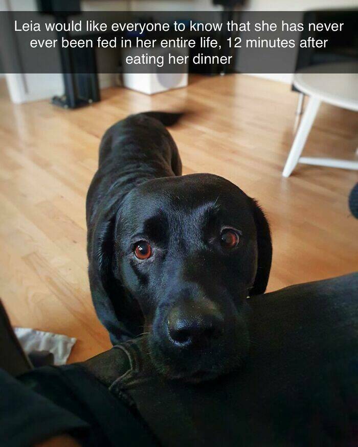 Your Daily Bark of Joy Your Daily Bark of Joy