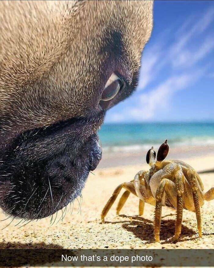 Your Daily Bark of Joy Your Daily Bark of Joy