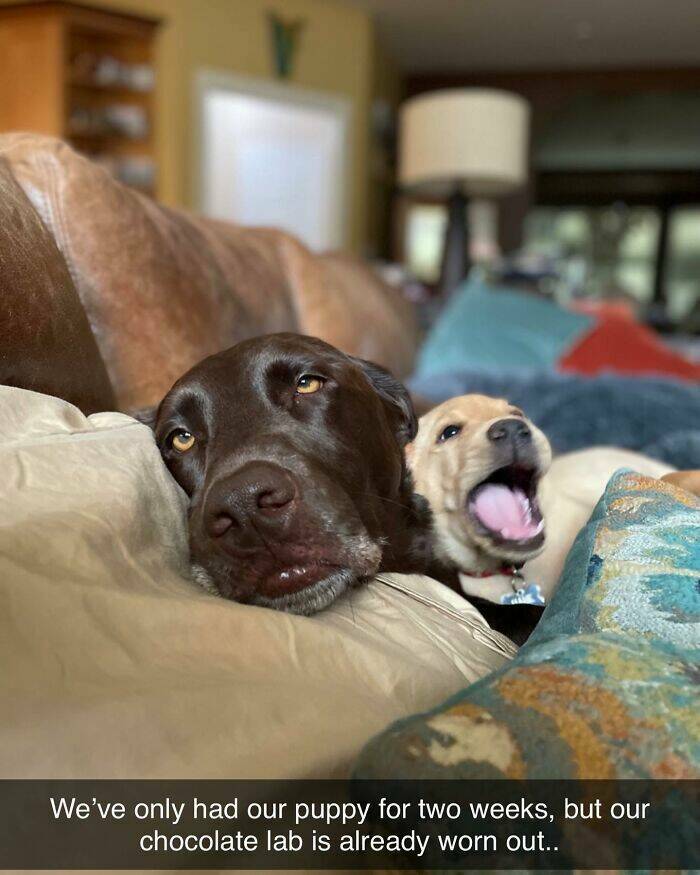 Your Daily Bark of Joy Your Daily Bark of Joy