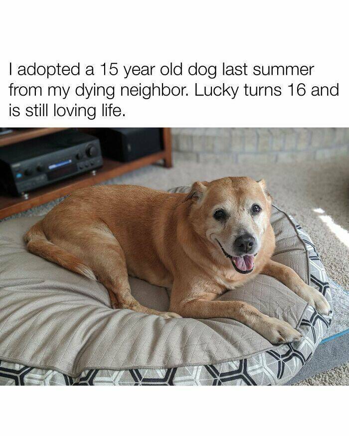 Your Daily Bark of Joy Your Daily Bark of Joy