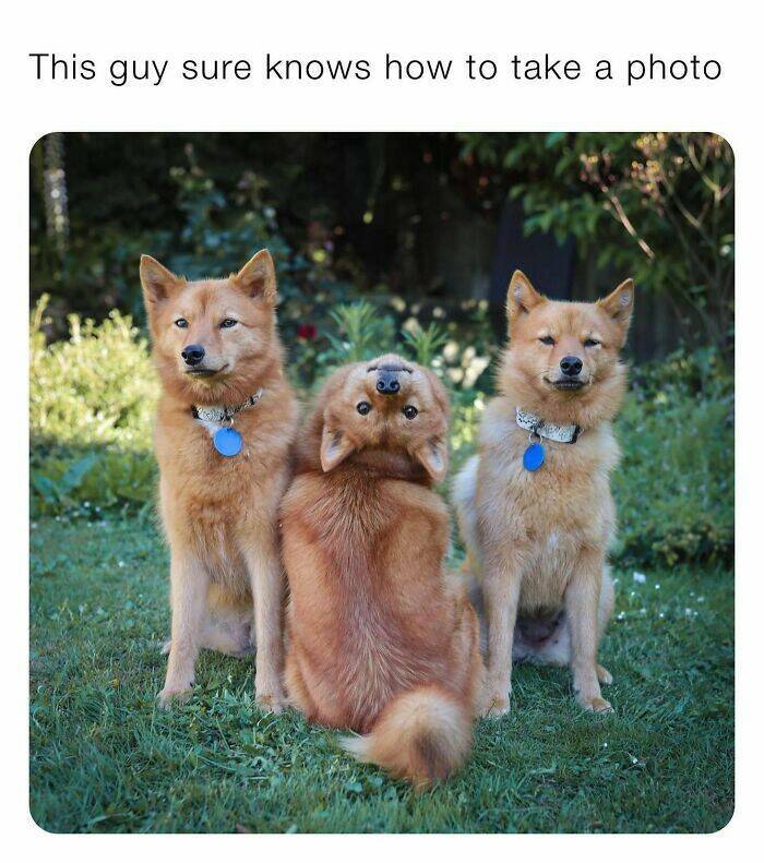 Your Daily Bark of Joy Your Daily Bark of Joy