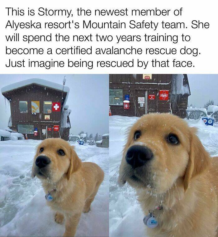 Your Daily Bark of Joy Your Daily Bark of Joy