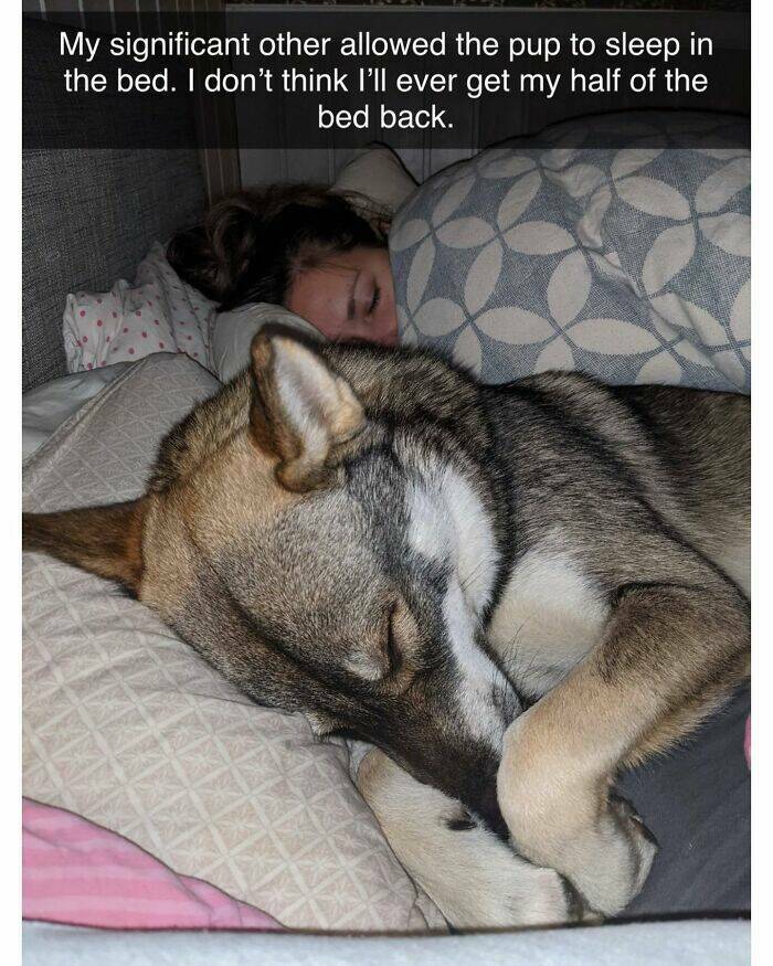 Your Daily Bark of Joy Your Daily Bark of Joy