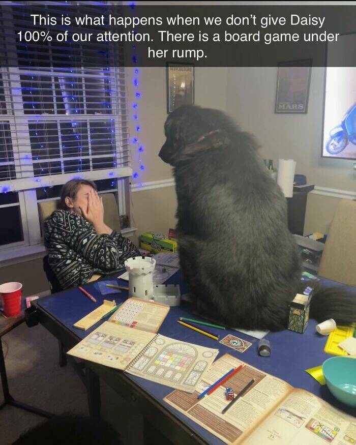 Your Daily Bark of Joy Your Daily Bark of Joy