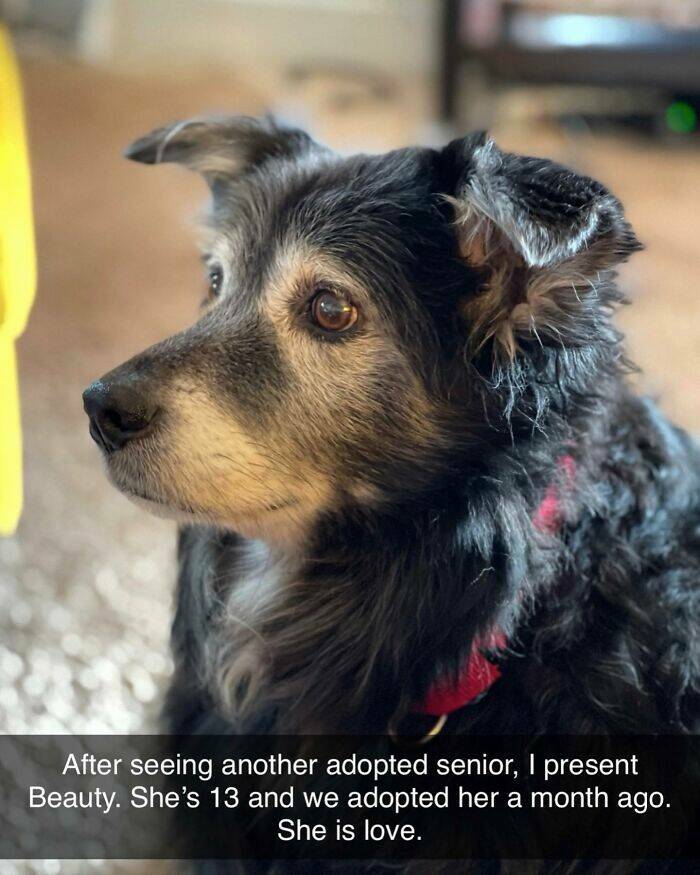 Your Daily Bark of Joy Your Daily Bark of Joy