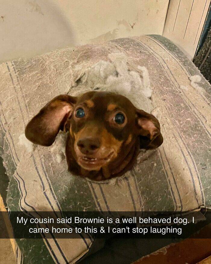 Your Daily Bark of Joy Your Daily Bark of Joy