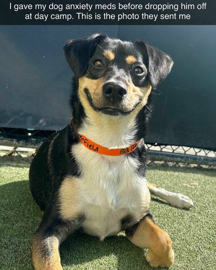 Your Daily Bark of Joy Your Daily Bark of Joy