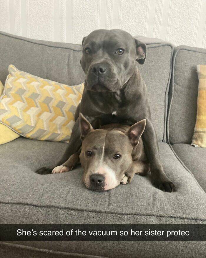 Your Daily Bark of Joy Your Daily Bark of Joy