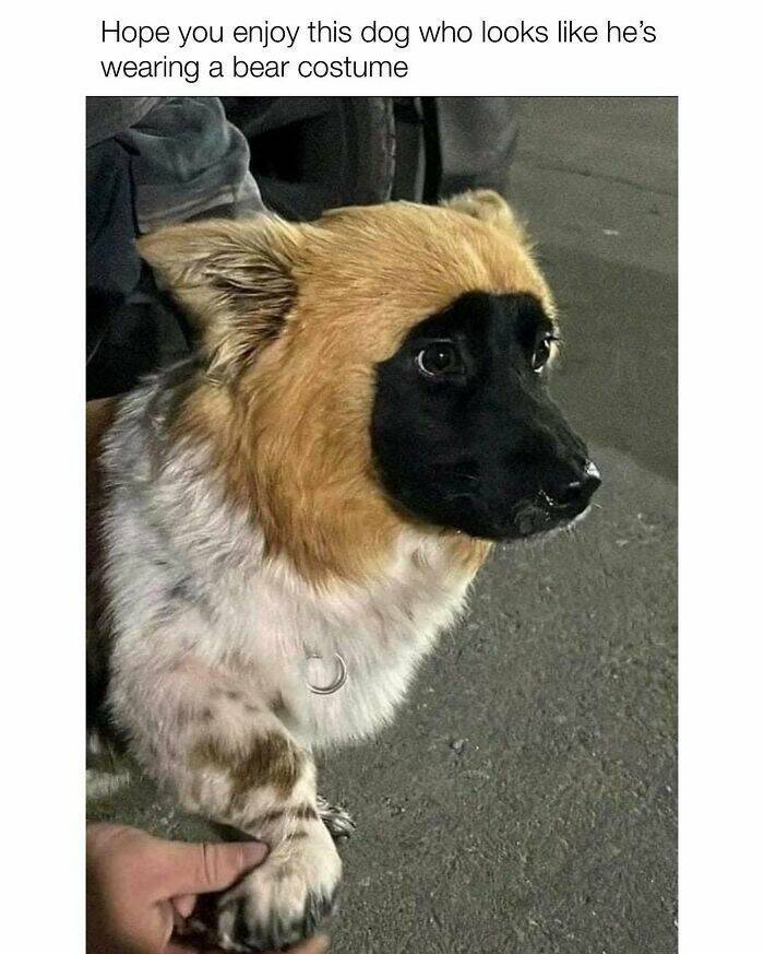 Your Daily Bark of Joy Your Daily Bark of Joy