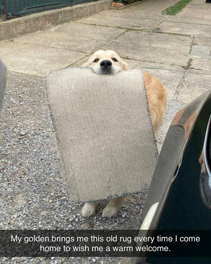 Your Daily Bark of Joy Your Daily Bark of Joy