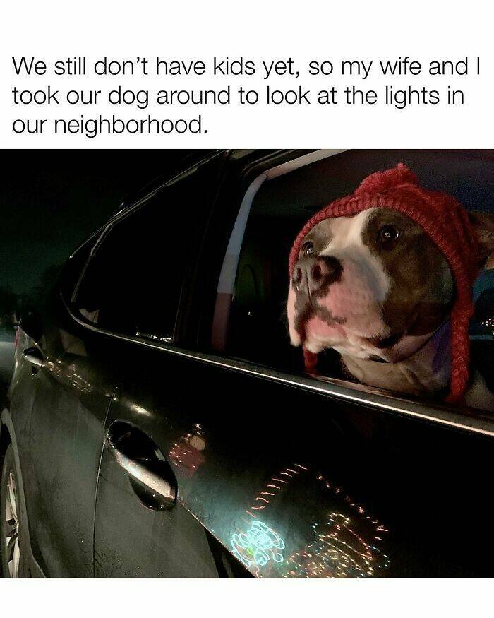 Your Daily Bark of Joy Your Daily Bark of Joy