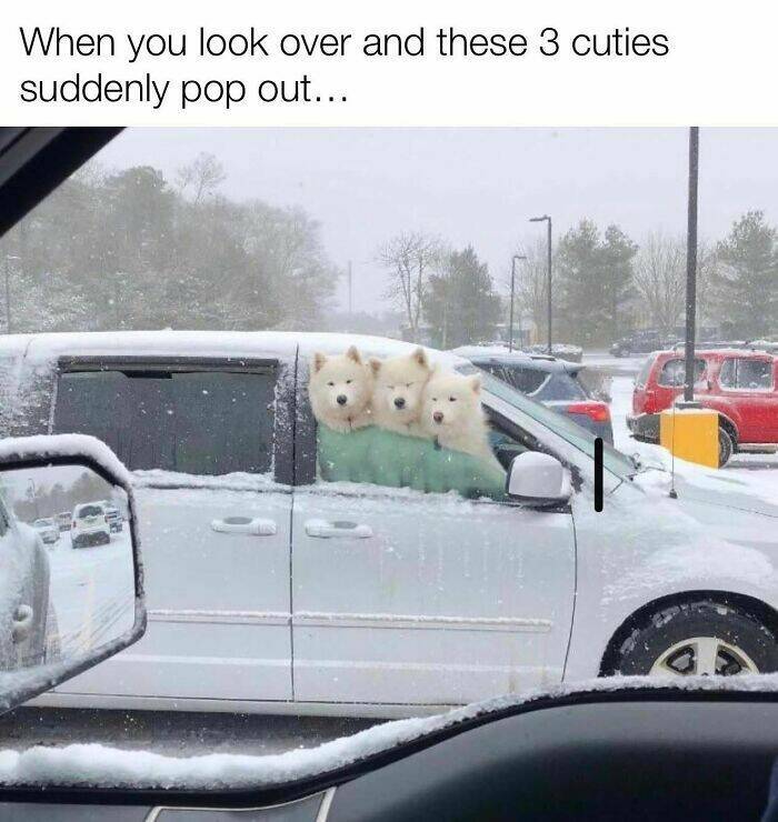 Your Daily Bark of Joy Your Daily Bark of Joy