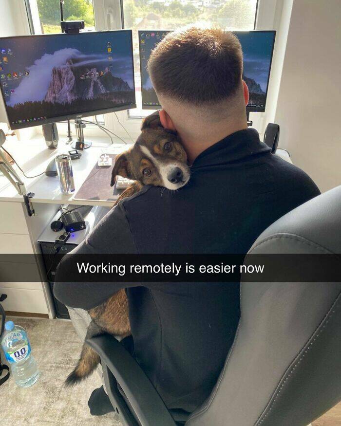 Your Daily Bark of Joy Your Daily Bark of Joy