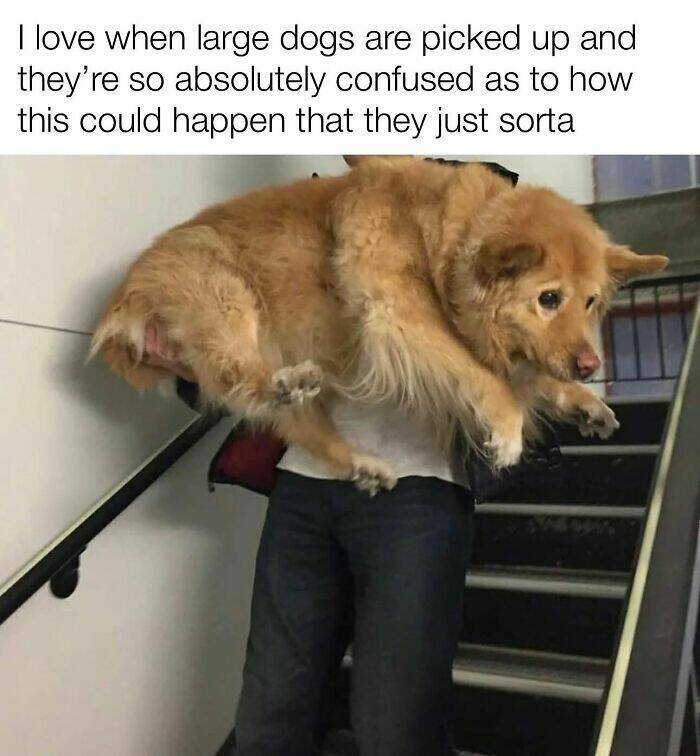 Your Daily Bark of Joy Your Daily Bark of Joy